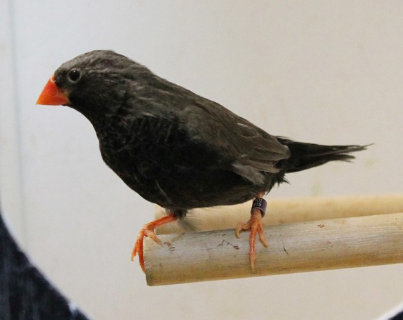 Grigio eumo guancia nera (maschio)