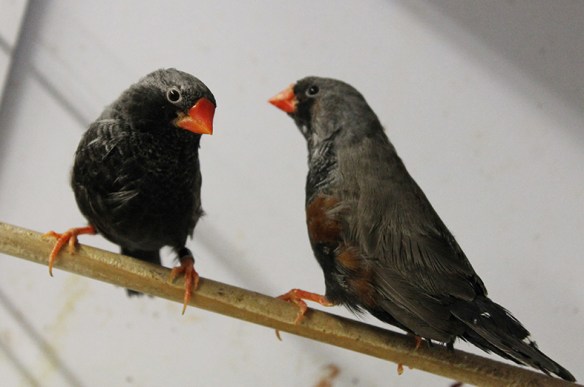 Grigio eumo guancia nera e grigio eumo a confronto (maschi)