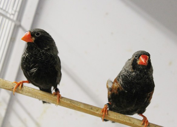 Grigio eumo guancia nera e grigio eumo a confronto (maschi)