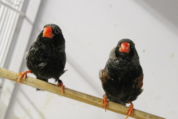 Grigio eumo guancia nera e grigio eumo a confronto (maschi)