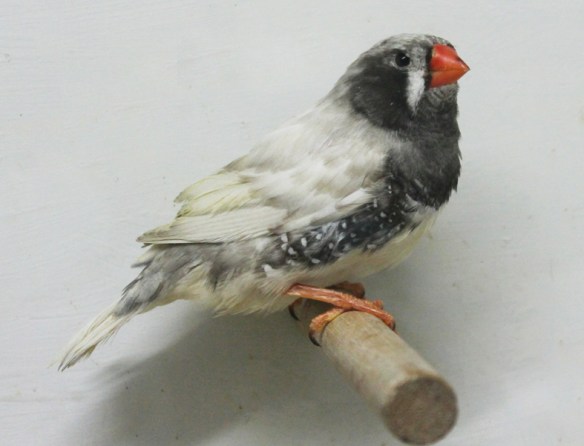 Grigio guancia guancia nera (maschio)