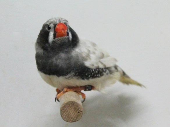 Grigio guancia guancia nera (maschio)