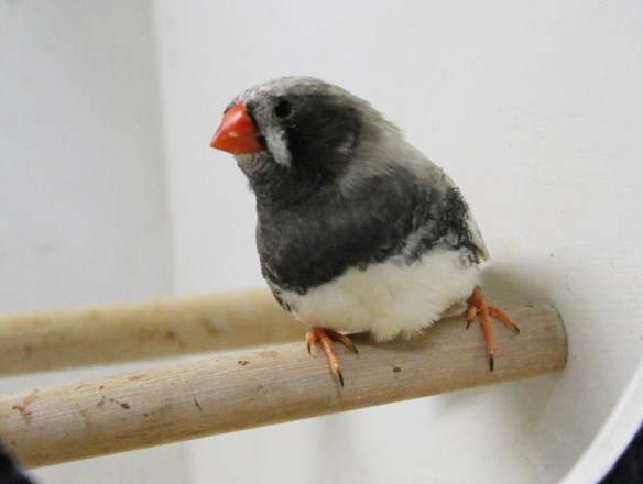 Grigio guancia guancia nera (maschio)