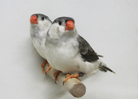 Grigio petto bianco guancia nera (coppia)