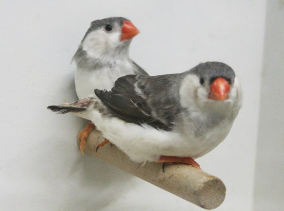 Grigio petto bianco guancia nera (coppia)