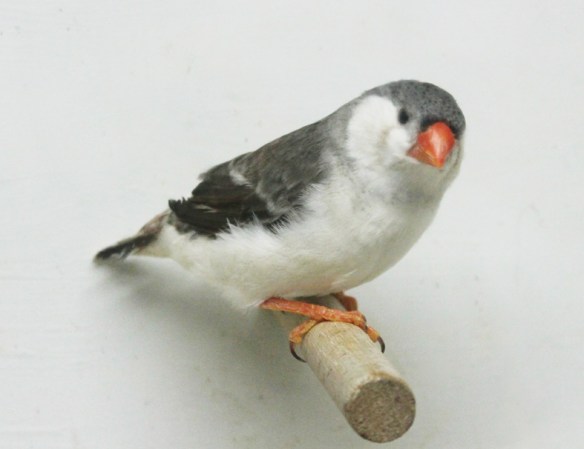 Grigio petto nero (femmina)