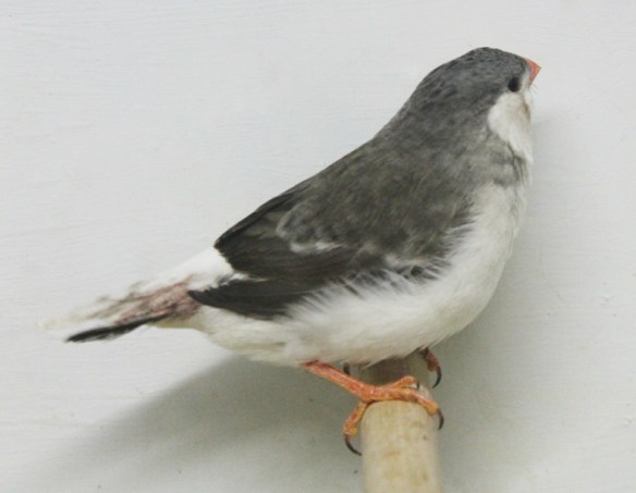 Grigio petto bianco guancia nera (femmina)