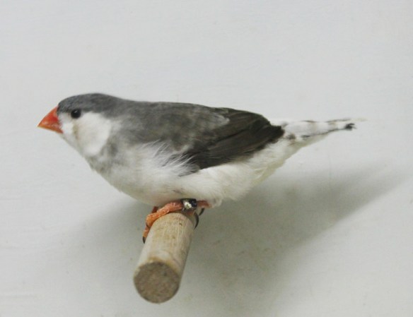 Grigio petto bianco guancia nera (femmina)