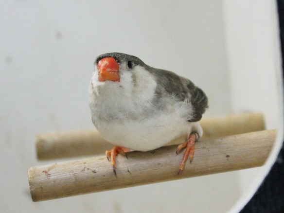 Grigio petto bianco guancia nera (femmina)