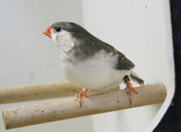 Grigio petto bianco guancia nera (femmina)