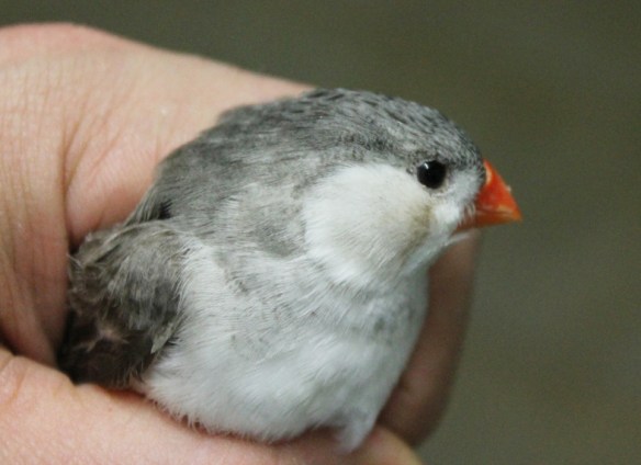 Grigio petto bianco guancia nera (femmina)