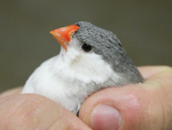 Grigio petto bianco guancia nera (femmina)