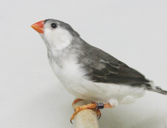 Grigio petto bianco guancia nera (maschio)