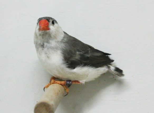 Grigio guancia nera petto bianco (maschio)