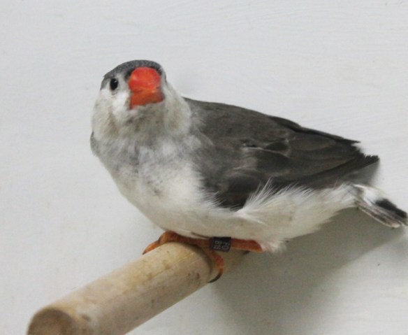 Grigio petto bianco guancia nera (maschio)