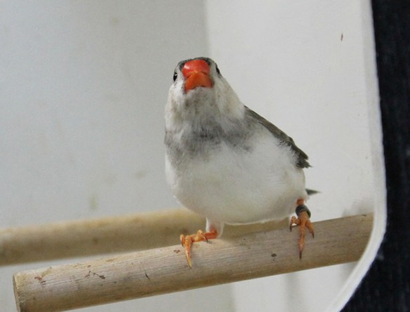 Grigio petto bianco guancia nera (maschio)