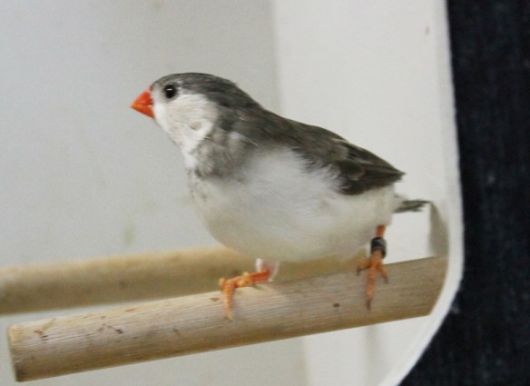 Grigio petto bianco guancia nera (maschio)