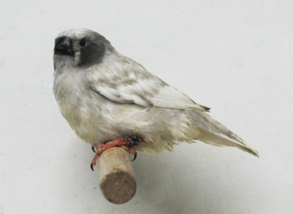 Grigio guancia guancia nera (giovane maschio)