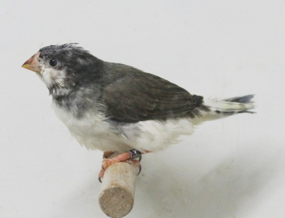 Grigio petto bianco guancia nera in fase di muta