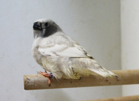 Grigio guancia guancia nera (giovane maschio)