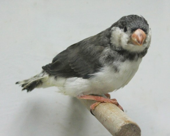 Grigio petto bianco guancia nera in fase di muta