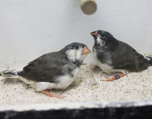 Grigio petto bianco guancia nera in fase di muta