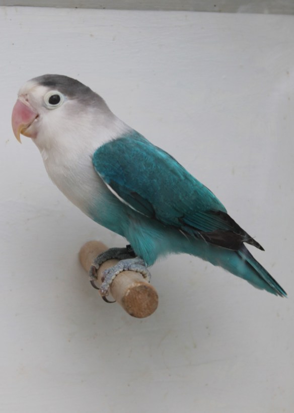 Agapornis fischeri blu