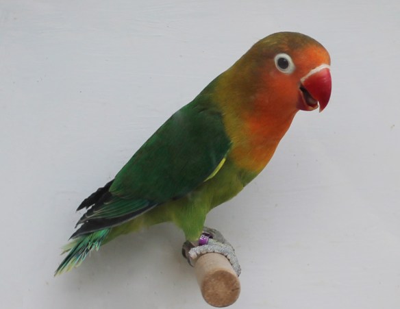 Agapornis fischeri ancestrale