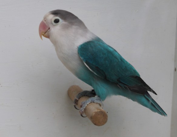 Agapornis fischeri blu