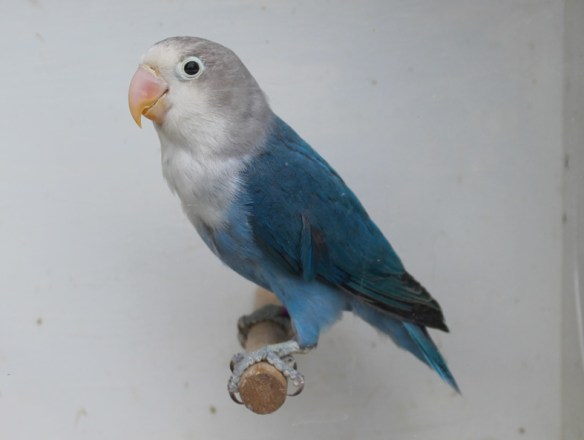 Agapornis fischeri cobalto