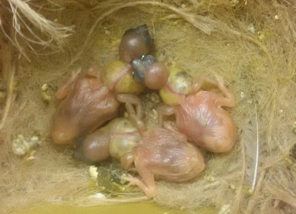 Tre D. di Gould ancestrali a 4 giorni di vita