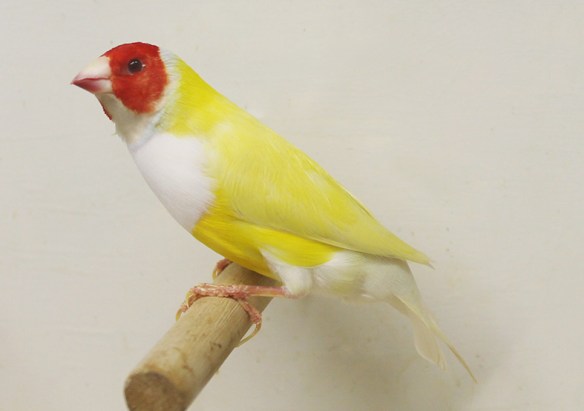 Lutino Testa Rossa (maschio)