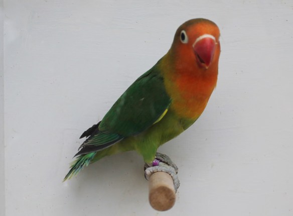 Agapornis fischeri ancestrale