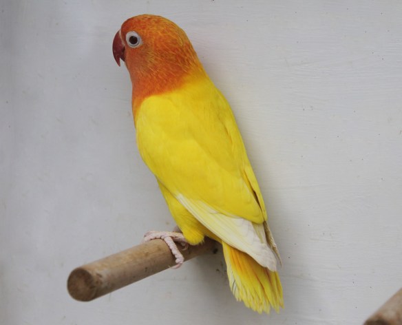 Agapornis fischeri lutino