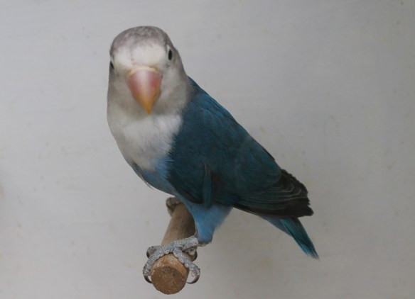 Agapornis fischeri cobalto