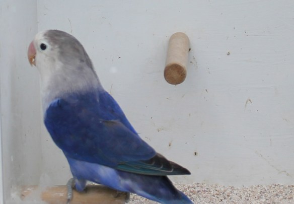 Agapornis fischeri cobalto viola doppio fattore