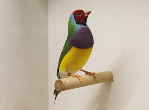 Ancestrale Testa Rossa (maschio)