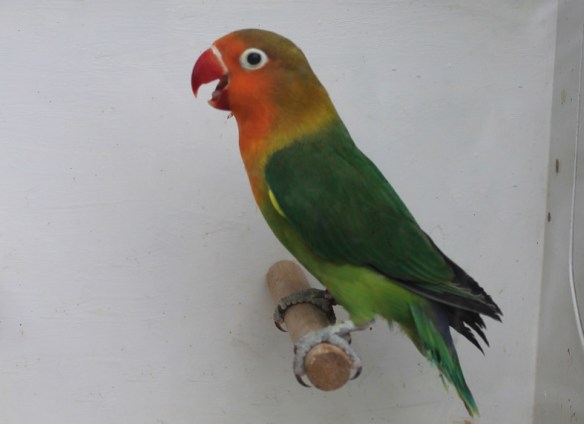 Agapornis fischeri ancestrale