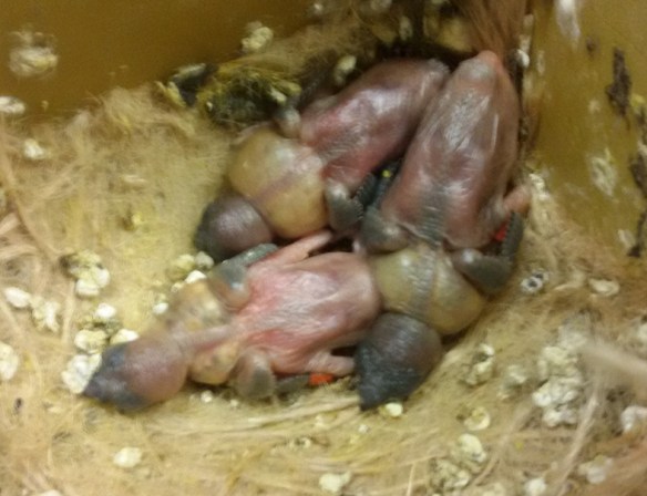 Tre D. di Gould ancestrali a 7 giorni di vita