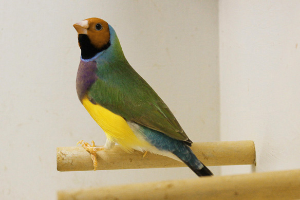 Ancestrale Testa arancio (maschio)