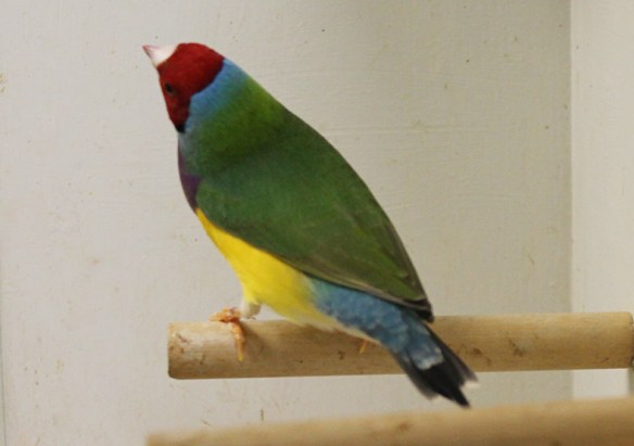 Ancestrale (maschio)