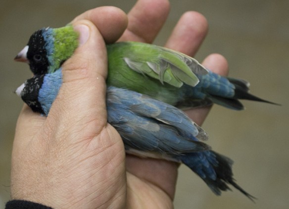 Blu Testa nera - Petto viola (maschio)