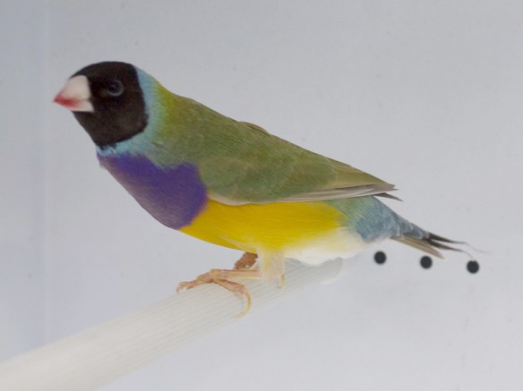 Bruno Testa nera - Petto viola (maschio)