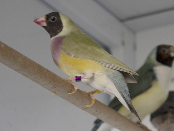 Bruno Testa nera - Petto viola (femmina)