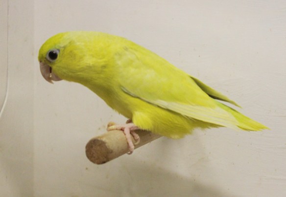 Corpus coelestis giallo americano (femmina)