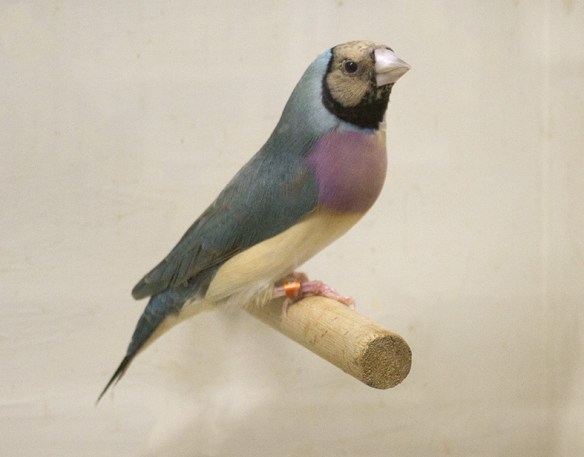 Blu Testa crema - Petto viola (femmina)