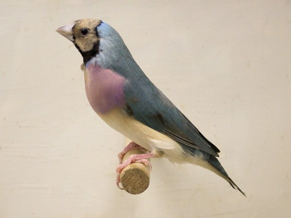 Blu Testa crema - Petto viola (femmina)