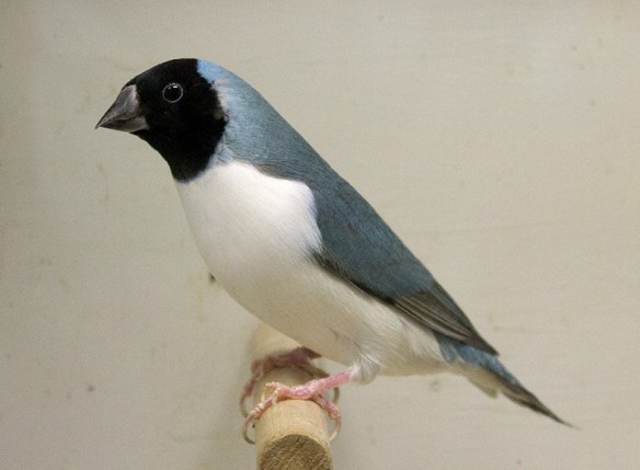 Blu Testa nera - Petto bianco (femmina)