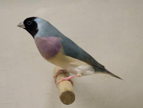 Blu Testa nera - Petto viola (femmina)