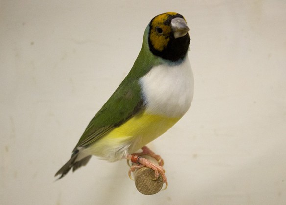 Testa arancio - Petto bianco (femmina)